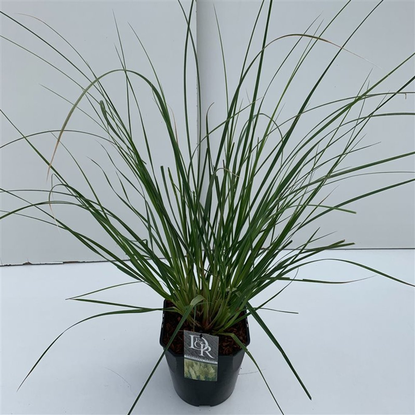Cortaderia s. 'Pumila' - C5